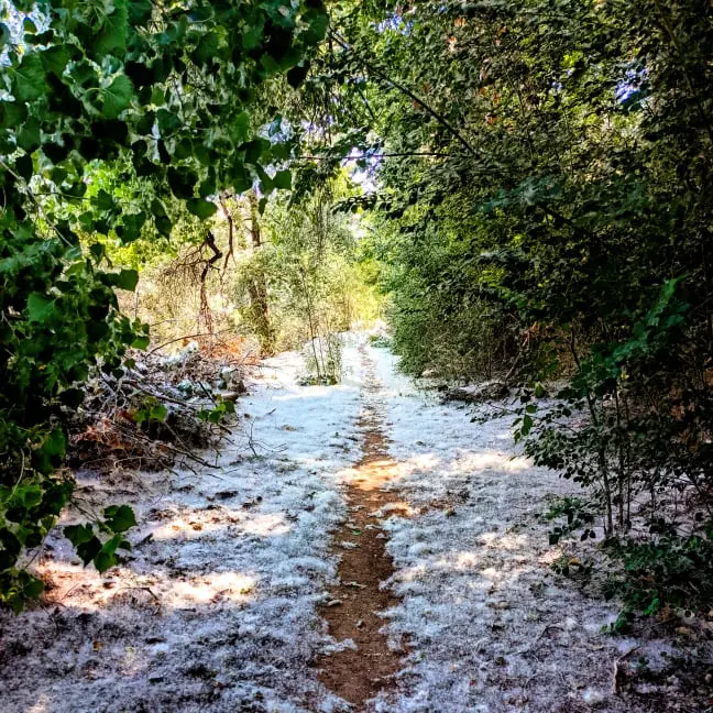 Single Track Trail